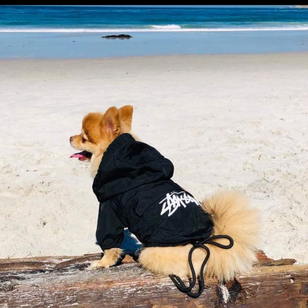 Stussy windbreaker for Small Dog